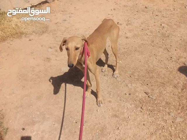 كلب سلق لبيع