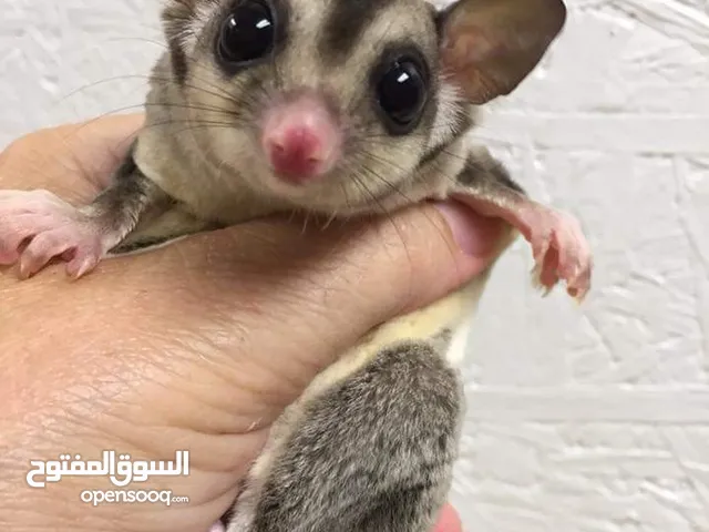 Sugar glider baby