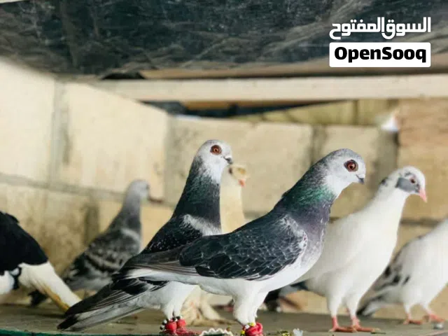 جوز عمريات مغبرات