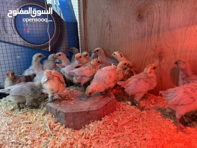 صيصان فيومي سيلفر جولد اسبوعين