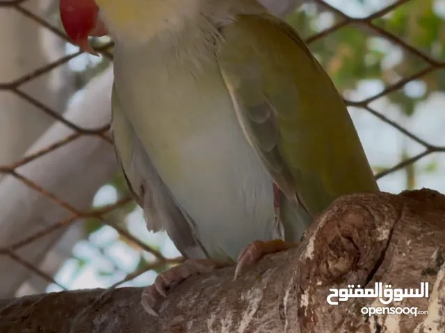 دره باليد تركواز او ريمبو