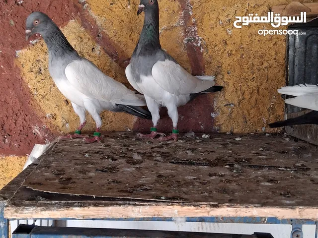 متاح جوزين يهوديات حبه صغيره جوز الازرق معو جوز بيض قرب يفقس جوز الاسود معو جوز فراخ موجودات في ا