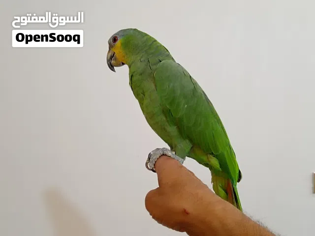 ببغاء امزوني