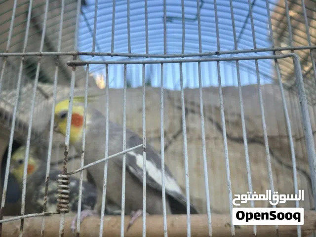 جوز كوكتيل شغال كفاله انتاج انثى باي وقت تبيض محشره بيض بتضل بل كوخ حبات جانبو للبيع على 45