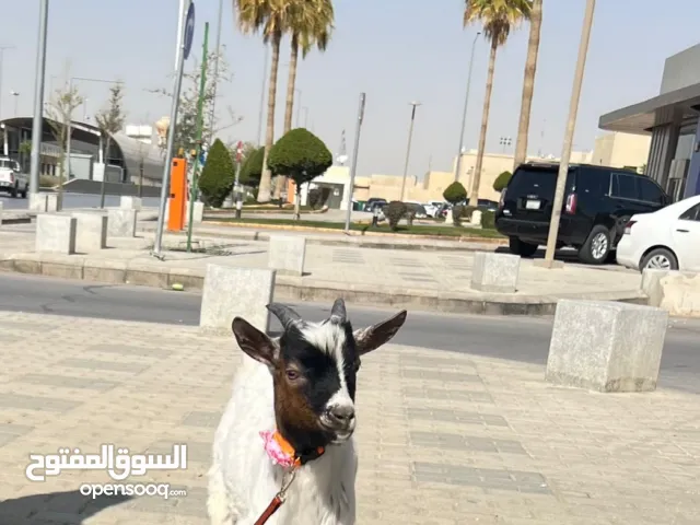 معز قزم للبيع لعوب ونشيط