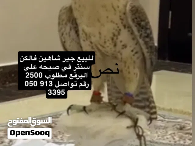 طيرللبيعر م