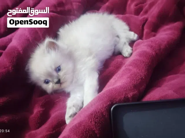 مشاء الله تبارك الله قطط لي بيع الموقع تعز يوجود خدمات توصل