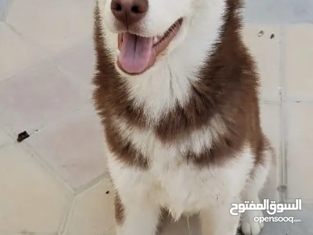 كلب مفقود في مدينه الرياض الرجاء من يراه يتواصل معانا