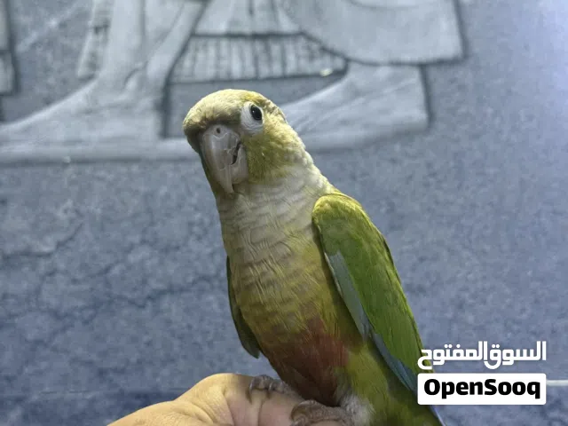 كنيور اليف تابع الوصف