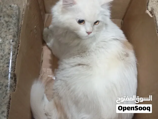 قطه شيرازي من فصيله مون فيس