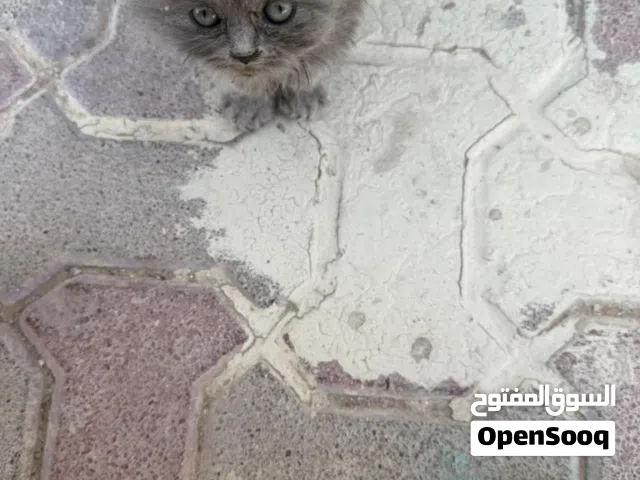 قطط كيتن للتبني بدون مقابل عمرهم شهر ونص