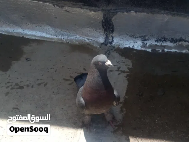 السلام عليكم شنو نوعها وشكد يتراوح سعرهة