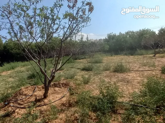 Farm Land for Sale in Qasr Al-Akhiar Other