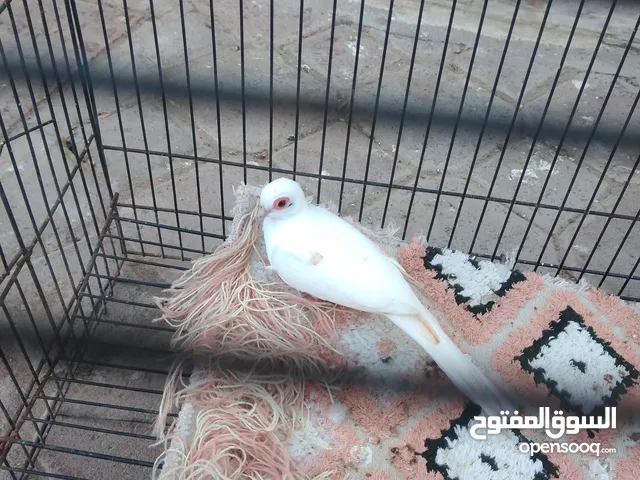 للبيع يمام أنثى زيبرا دوف أبيض جاهزة للإنتاج