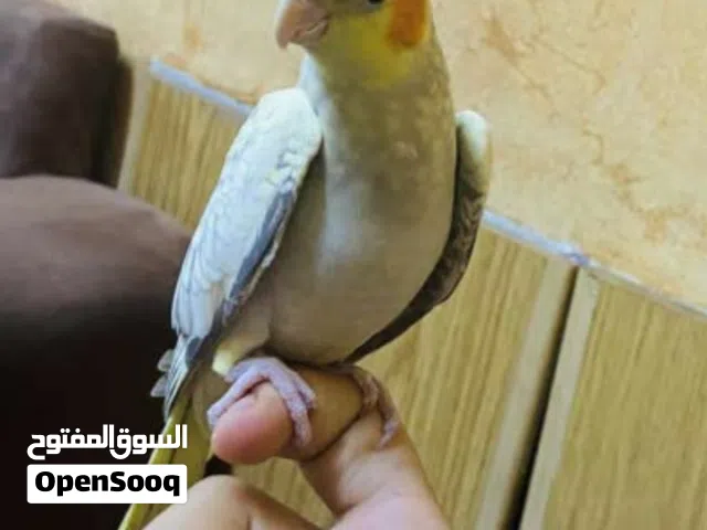 جواز كوكتيل وحب لابيع بسعر طيب كله شغال