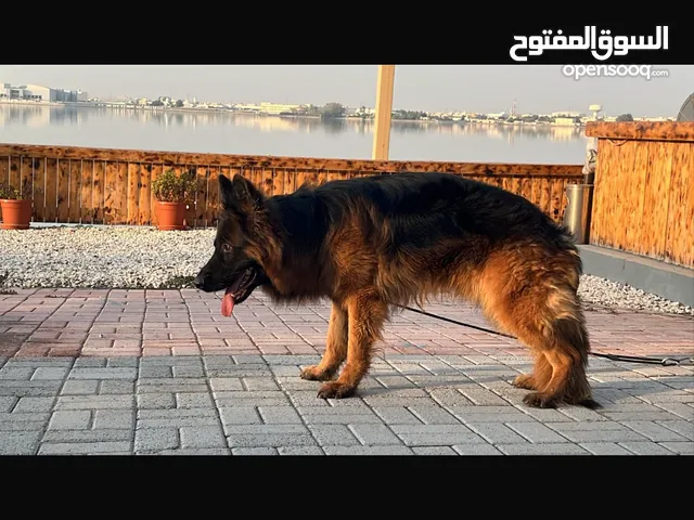 للبيع جيرمن مستوى