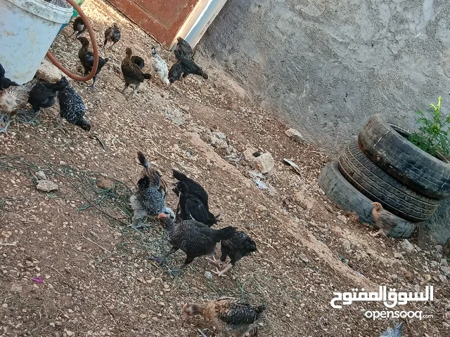 فرخات دجاج بلدي وفيومي صحه ونظافه ولله الحمد مطعمات عمر شهر ونص لشهرين