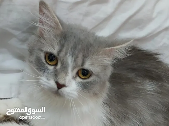قطه شيرازي للتبني