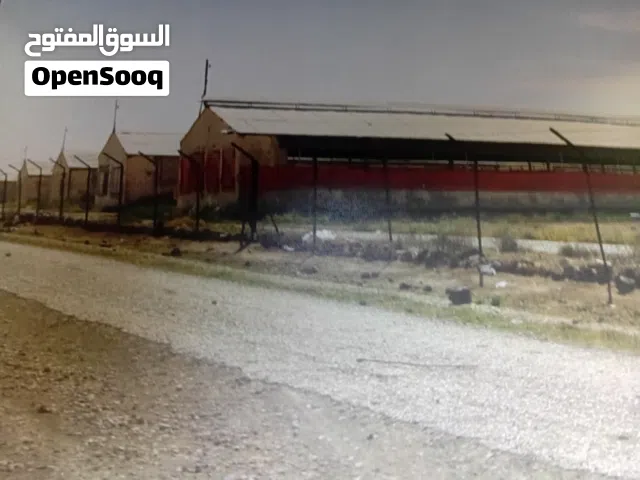 Farm Land for Sale in Mafraq Al-Khalidya