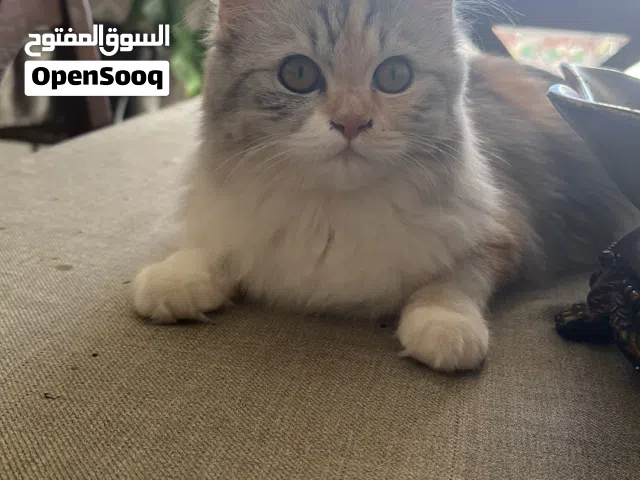 قطه شيرازي انثي للبيع
