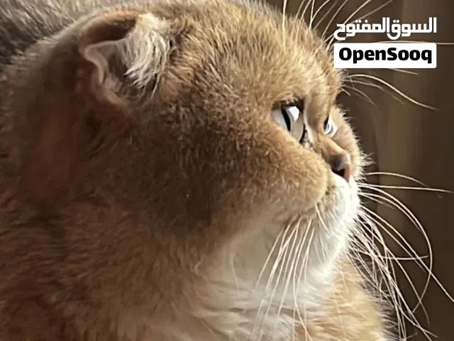 Scottish Fold Triple Fold Golden shorthairالوصف مهم جدا