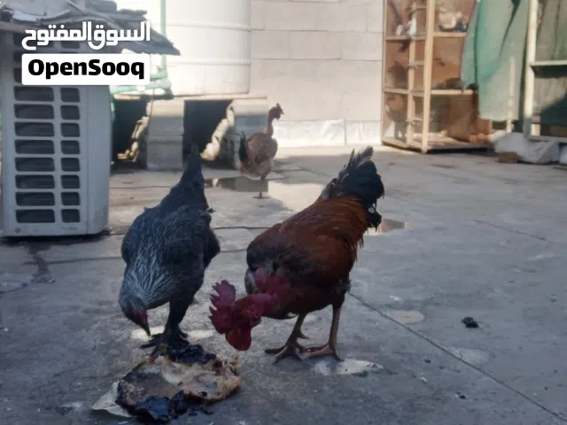 دجاج + قفص