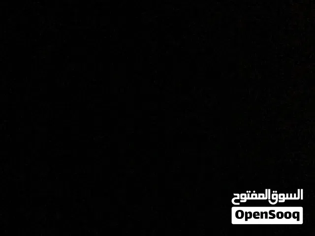 50ریال  قط شيرازي عمر 5شهور