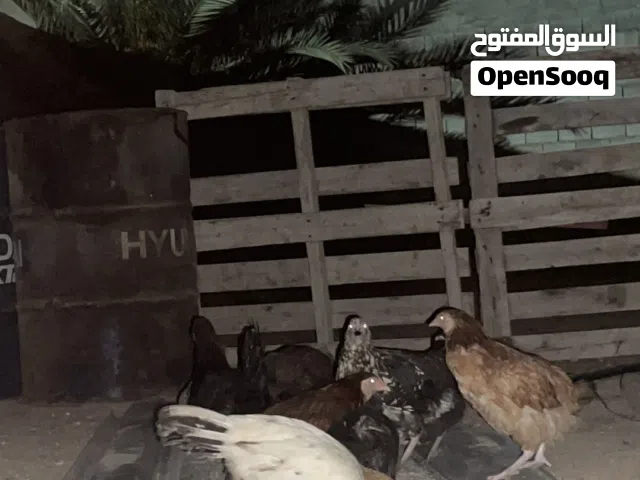 عتاتيق للبيع (أقرا الوصف )