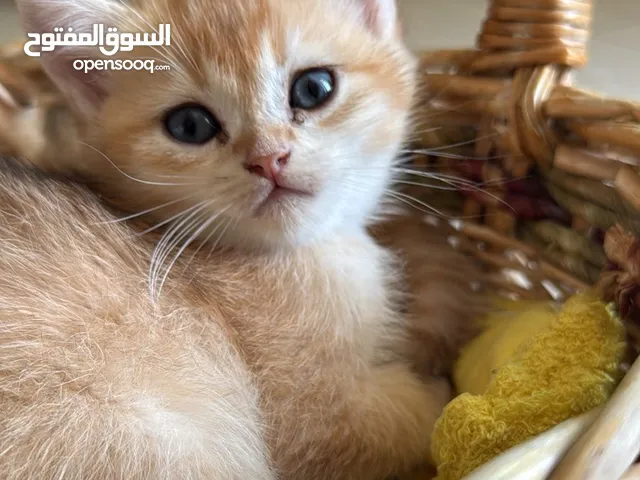 قط ذكر سكوتش ستريت