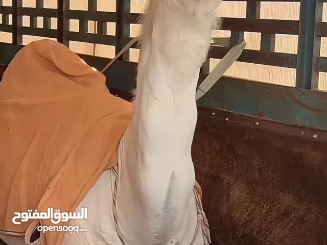 نشتري جميع انوع الابل