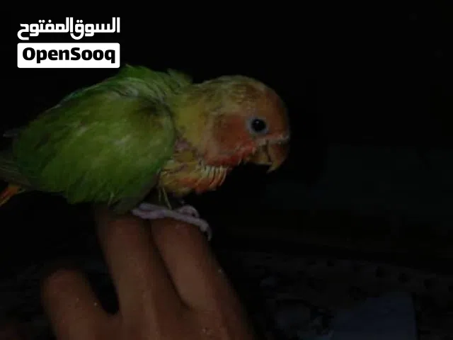 روز سعره 100 دينار فقط