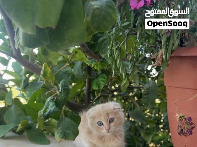 انثى سكوتش عمر شهرين ونصف للبيع
