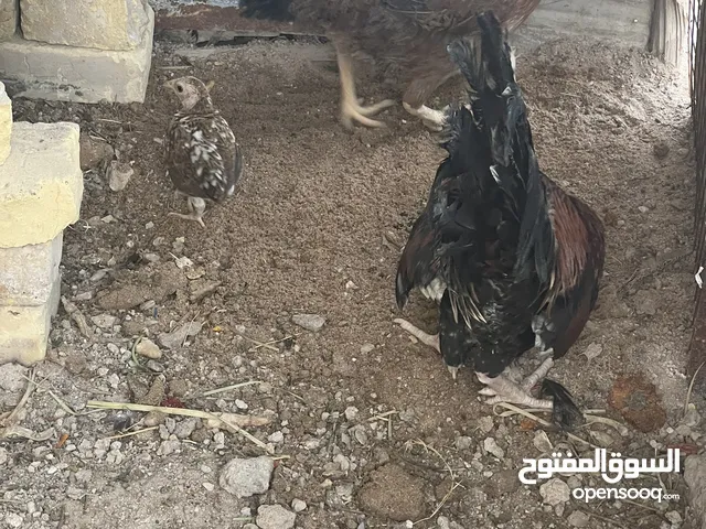 دجاج عرب للبيع ديك ودجاجة بياضه و 6 دجاجات فروج