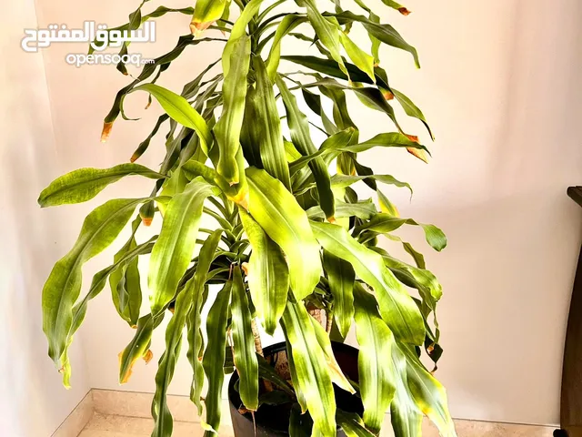Big and beautiful Plants indoors or outdoor