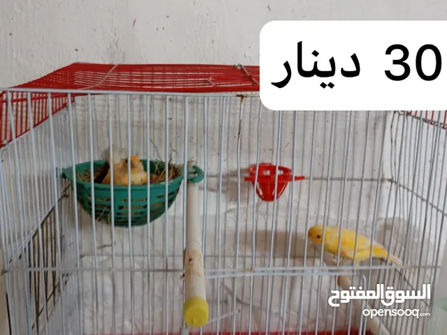 3 جواز كنار جميعهم  تحتهم بيض الجوز ب30د + فراخ كناري عمر شهرين ونصف وأكثر الفرح ب5د موجود في مادبا