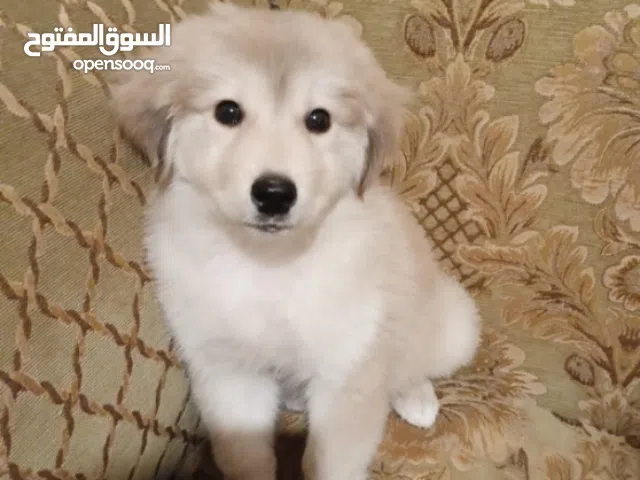 كلب جولدن للبيع