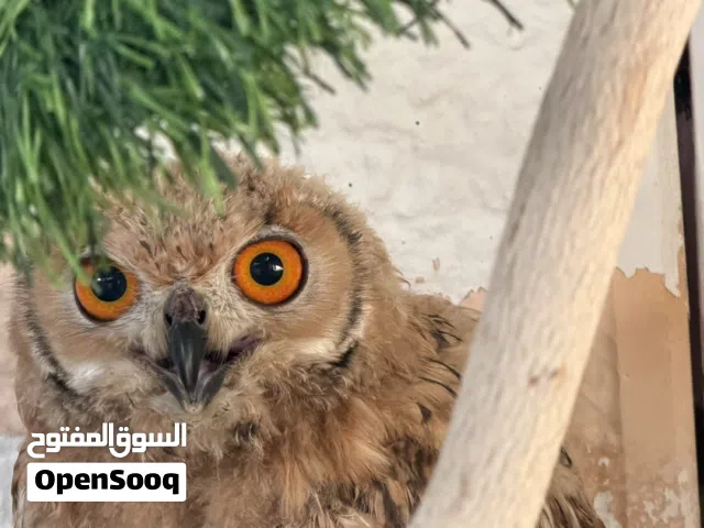بومه نسريه الحجم الكبير