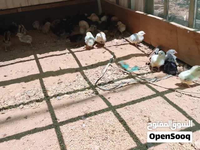 صيصان بلدي بذره الاصليه