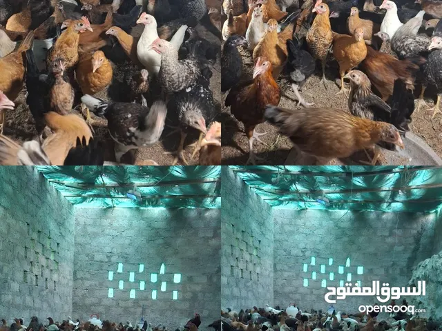 دجاج عماني كميه موجوده وصحه ممتازه