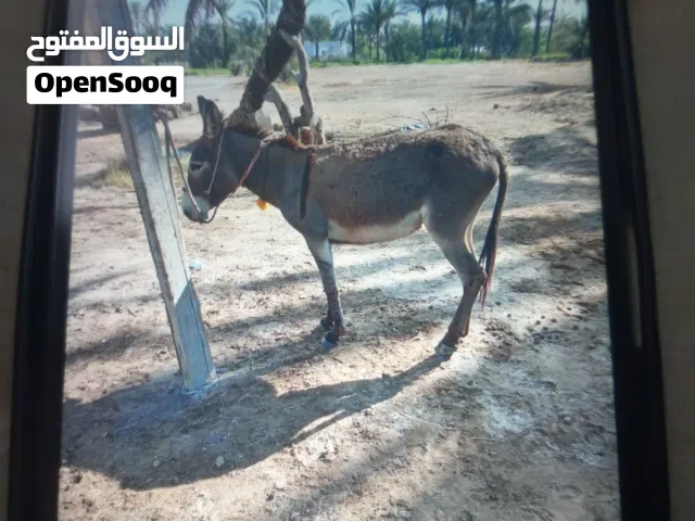 سلام عليكم البيع حمار حجاري
