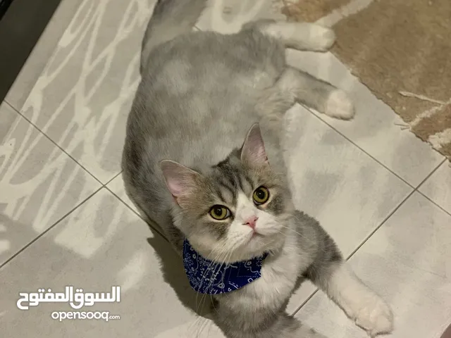 Cats for free adoption