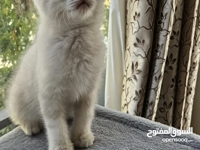 قطط هملاين