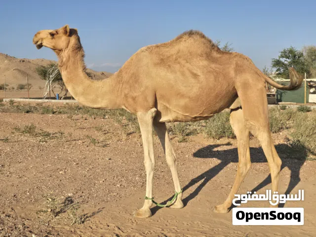 لبيع ناقه حق انتاج ناقه طيبه