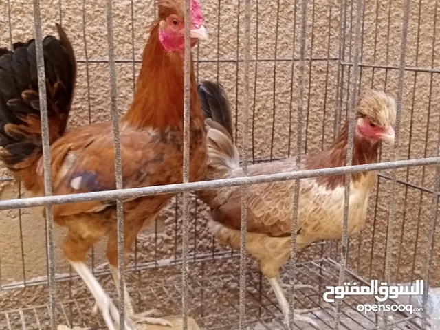 دجاج امجنس بنكس أوعربي