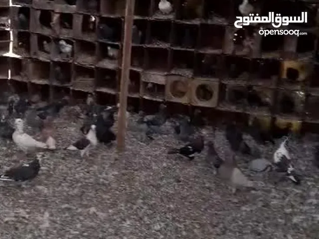 حمام بلدي ما شاء الله عليهم