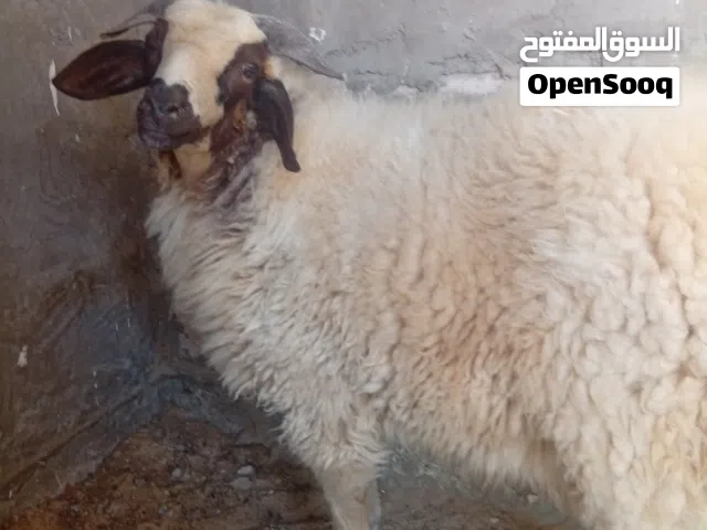 خروف وطني بي صحة جيدة