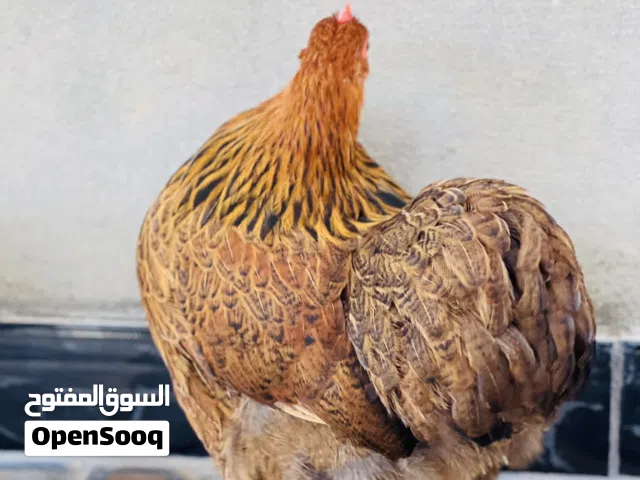 دجاج استرالي