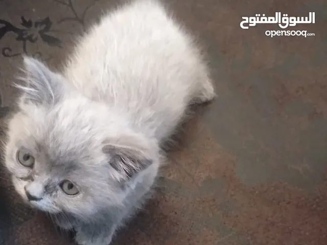 قط سكوتش صغير من ام هملايا وآب سكوتش للبيع