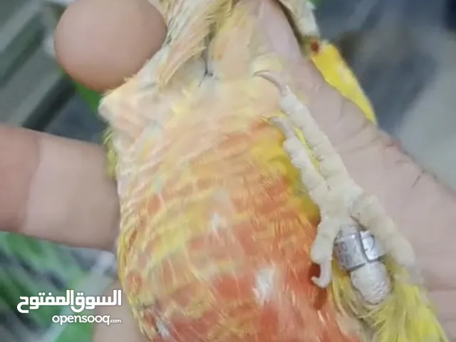 بسم الله توكلت علي الله جوز كنيور ريد فيس و يلو سايد باقي في وصف