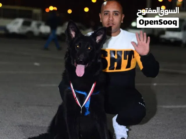 كلب جيرمن مستورد